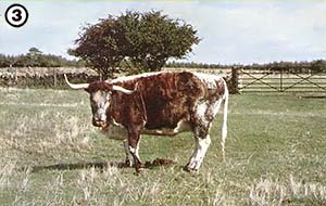 
[PHOTO 3] The Texas Longhorn had ancestors like this. 
